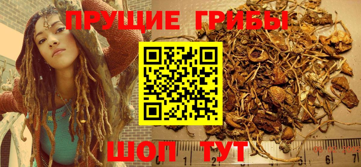 Сунжа  Псилоцибиновые грибы Psilocybine cubensis  Вход с VPN 